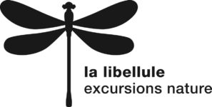 La Libellule
